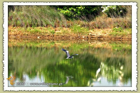thrapsano_livades_birds_15