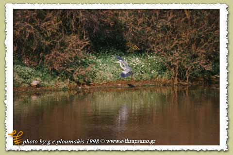 crete-wild-birds-03