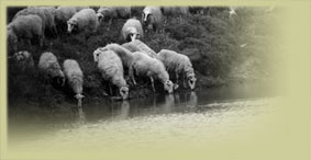 thrapsano-livades-sheep